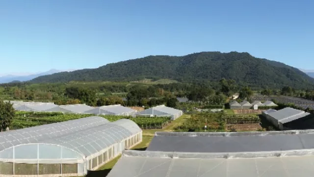 El más grande: Vivero Citrus posee 551.227 plantas de limón (exportaciones a Rusia y Asia)