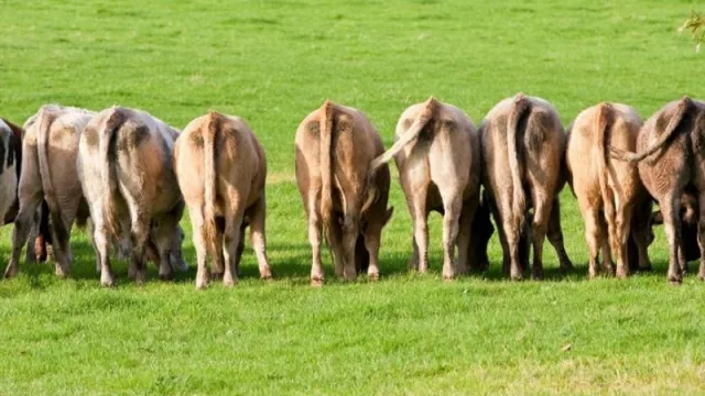 Medidas para reducir el metano emitido por el ganado: ¿cuáles son efectivas y cuáles no?