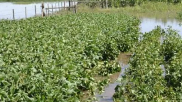 La soja roza los US$ 400 por el avance de las inundaciones: ¿qué puede pasar en Córdoba?