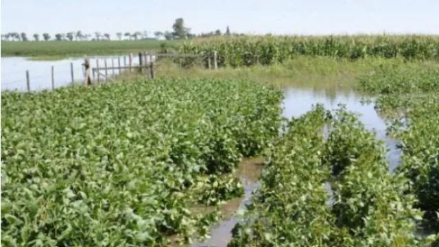 Por las inundaciones subió el precio de la soja en los últimos días.
