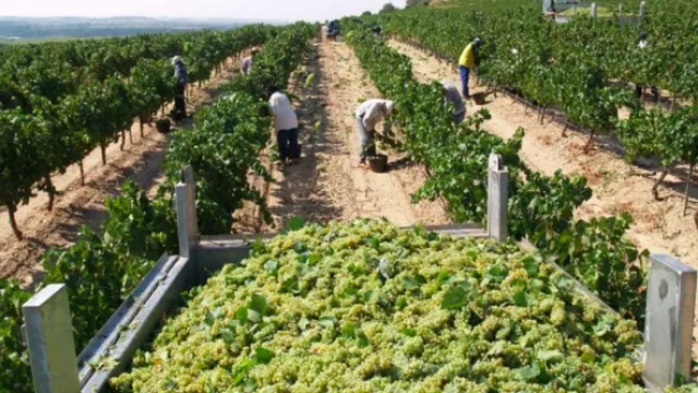 El sector vitivinícola acordó nuevos valores para la vendimia 2017 ($13,08 de bolsillo para trabajadores)