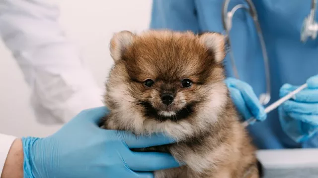 Las mascotas también tienen prepaga: 3 opciones activas en Córdoba con precios y todo lo que cubren (IKE Mascotas, Petit Salud y Avsim)
