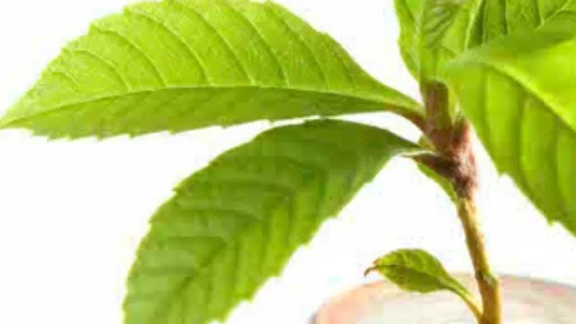 Brotes verdes de la micro cordobesa (“parece que la cosa repunta”, la frase que se repite)