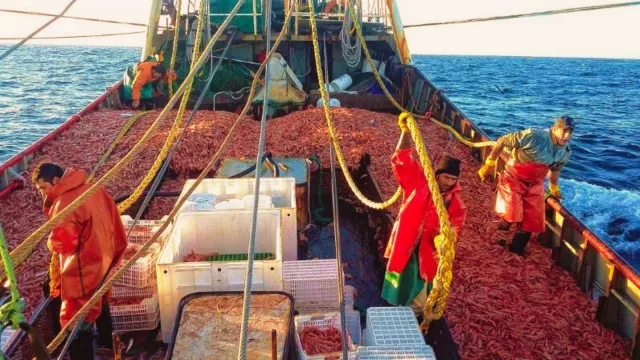 Los puertos se llenan de barcos y el langostino sigue nadando (113 barcos amarrados, US$ 600 millones en pausa y una cuenta que no cierra)