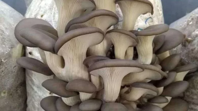 Galpón sustentable: una fábrica de hongos comestibles que se consolida en el mercado argentino (Melena de León, Reishi, Cordiceps y más)