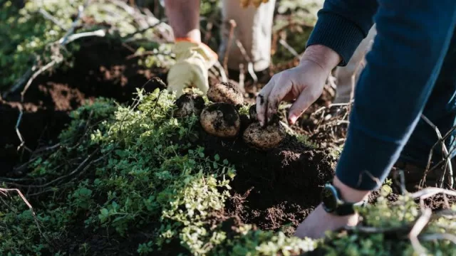 Por cada 330 gramos de Lays hay un kilo de papa (PepsiCo y un vínculo histórico con 8 productores argentinos)