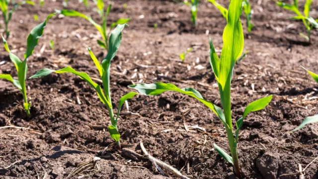 El maíz siempre es una oportunidad: recupera terreno y aspira a crecer un 18%