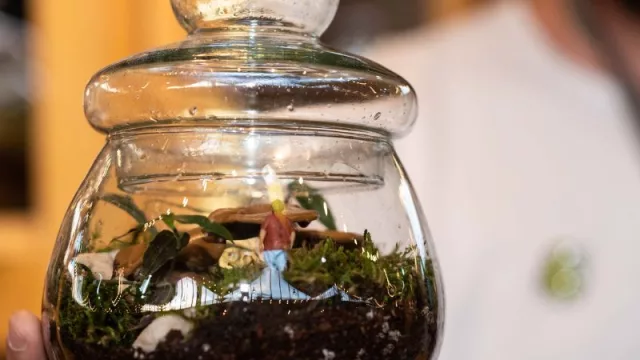 Plantasia, el emprendimiento que vende ecosistemas en miniatura: terrarios personalizados desde $ 4.000 (y hasta $ 250.000)