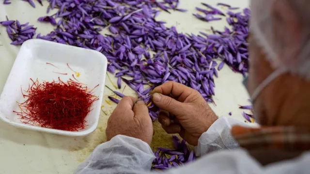 Azafrán: un cultivo que gana terreno en el sur del país (y que cotiza como un metal precioso)