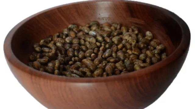 Castor Oil tienta con una rentabilidad anual del 40% para los “inversores pioneros” de esta nueva oleaginosa