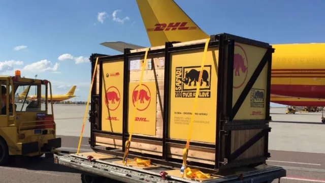 DHL transporta documentos, paquetes, autopartes... claro... ¡y un rinoceronte!