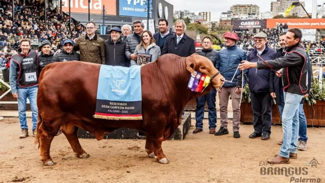 Córdoba con la mejor genética Brangus: en Palermo, “El Porvenir” de Quilino se alza como Reservado Gran Campeón Macho