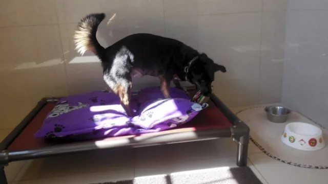 Sigor, un 5 estrellas para los mejores amigos del hombre