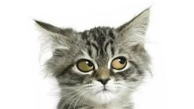 Corta la bocha, dice: los comercios tienen ganancias bestiales