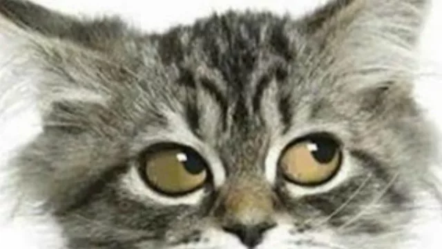 Fedecom desnuda una realidad del comercio y la industria: bochados en competitividad (¿gataflorismo o pedido racional?)