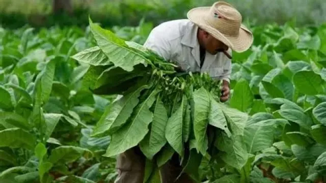 “El negocio está complicado” advierten los productores de tabaco en Salta