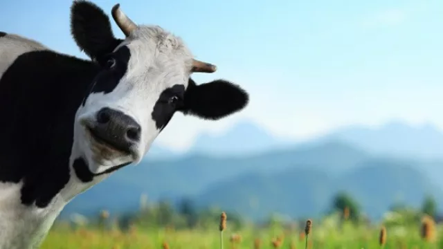 Tema de hoy: la vaca