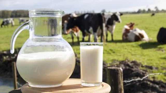 Los productores uruguayos de leche resisten “la tormenta”