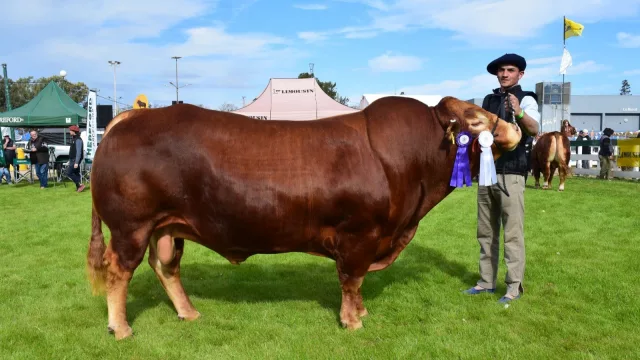 Limousin consagró a sus mejores ejemplares en la 39° Exposición Nacional de Primavera