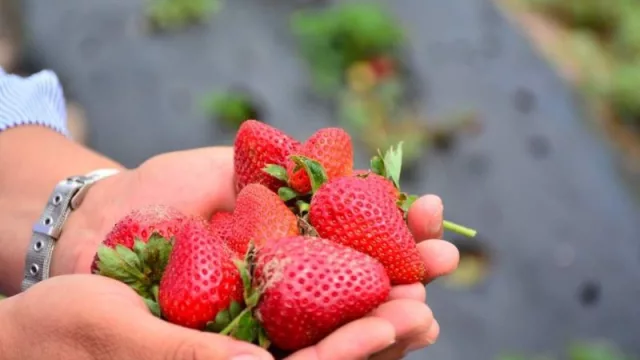 La frutilla chaqueña se prepara para abastecer a Danone