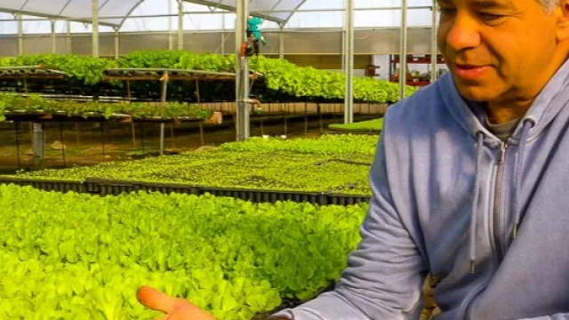 Midory produce hasta 20.000 paquetes de hortalizas por semana (la apuesta de Sergio Guillaumet por la hidroponía en Córdoba)