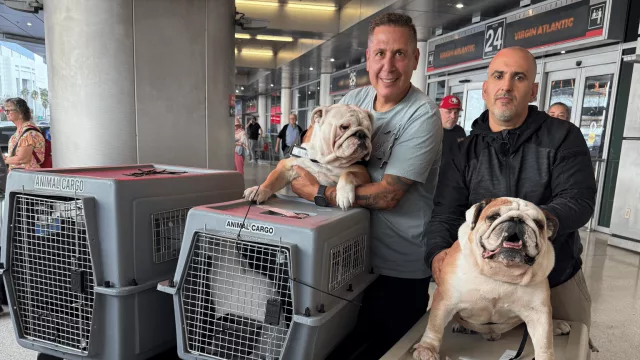 Animal Cargo, el transporte de mascotas que revoluciona el mercado (más de 50.000 traslados y sumando)