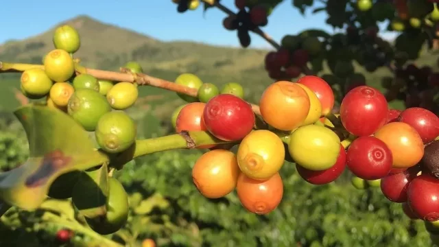 Tucumán apuesta al café y se proyecta como nuevo polo productivo en el NOA