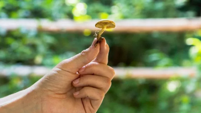 Psicodélicos, el nuevo boom biotech: por qué Argentina podría liderar la próxima revolución en salud mental (si se anima a regular)