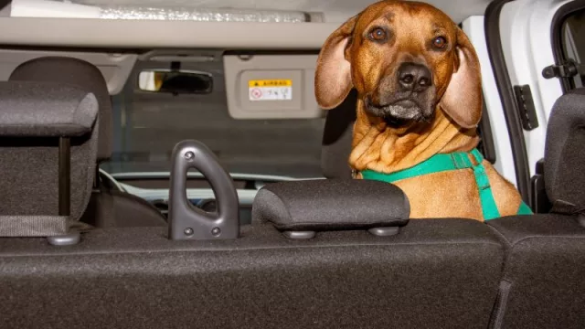 Pet Móvil: el servicio cordobés que revoluciona el traslado de “perrhijos” y “gatijos” (con viajes exclusivos y atención personalizada)