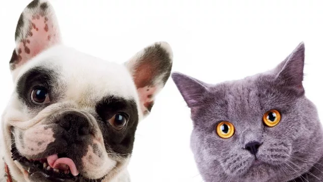 El 69% de los hogares tiene al menos un perro o gato (vos, ¿de qué lado estás?)