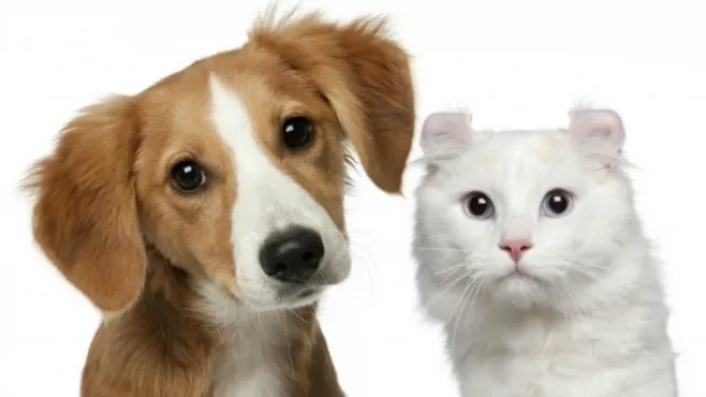 ¿En tu casa hay perro(s) y/o gatos?