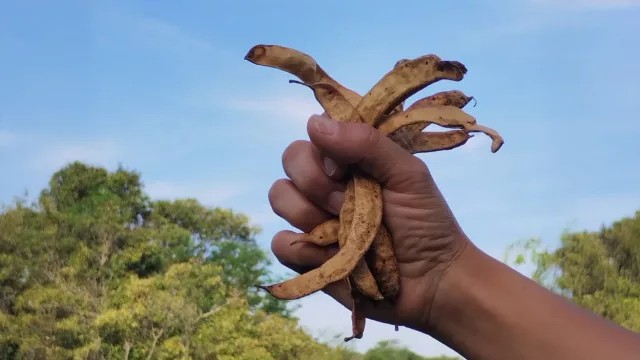 "Sed de Algarroba" (concurso), una oportunidad para productores y emprendedores