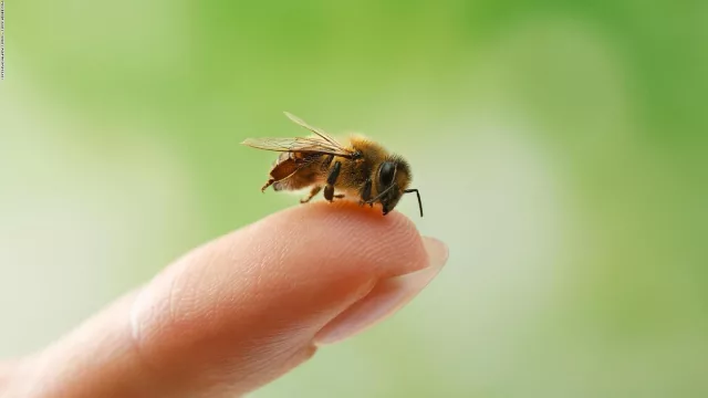 Científicos del INTA logran una innovación biotecnológica que podría salvar millones de abejas