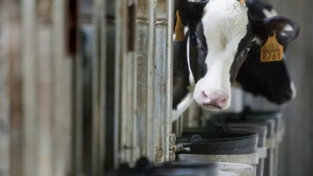 Mala leche: tamberos dicen que estaban mejor con CFK que con Macri