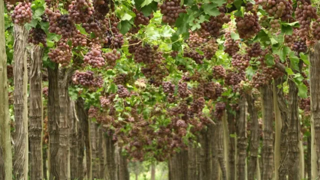 Desde San Juan al mundo, Agricola Taranto: el brazo agroexportador del grupo autopartista (factura más de US$ 2,6 millones al año)