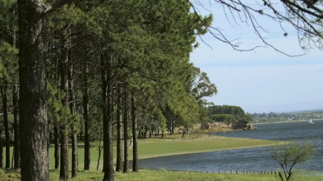 Las viviendas deberán respetar un gran porcentaje de los bosques de pinos y eucaliptus que tiene el lugar.