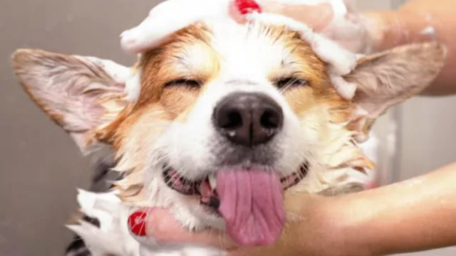 ¿El “laverap” de mascotas o peluquería canina?: dónde conviene (realmente) bañar a tu perro en Córdoba