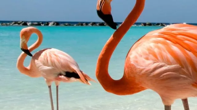 Aerolíneas Argentinas extiende su operación a Aruba hasta abril (suma vuelos desde Buenos Aires, Córdoba y una conexión estival con Mendoza)