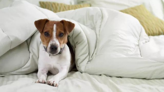 ¿Qué alojamientos son pet friendly en Córdoba? (siete lugares recomendados)