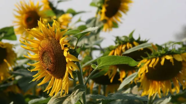 Girasol toma la delantera en Santiago del Estero mientras la campaña estival sigue frenada por la falta de agua