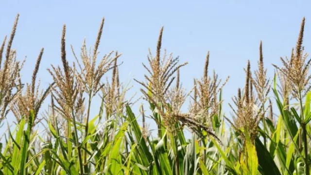 La economía cordobesa creció 8,1% en julio