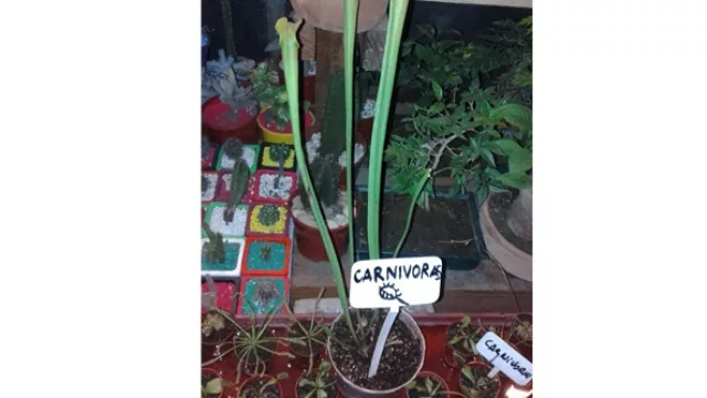 ¿Gastarías $400 en una planta carnívora? (curiosidades del “voraz” mercado cordobés)