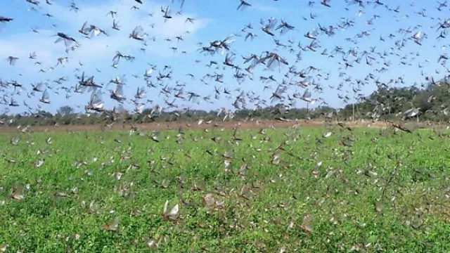 Del control a la sustentabilidad: cómo evolucionó el uso de fitosanitarios en la agricultura argentina