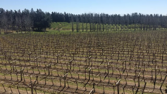 Bertolini & Broglio llegará a los 57.000 litros en 2015