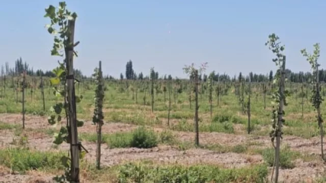 Pistacho en todos lados... ¿también en tu cartera de inversión? (fideicomiso con ticket de US$ 30.000 y rentabilidad hasta 20% en dólares)