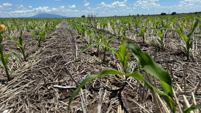 Campaña gruesa 2025/26: Apronor proyecta un escenario productivo favorable en el NOA