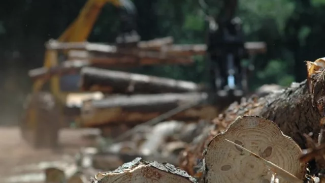 La foresto-industria y los impactos del cambio climático