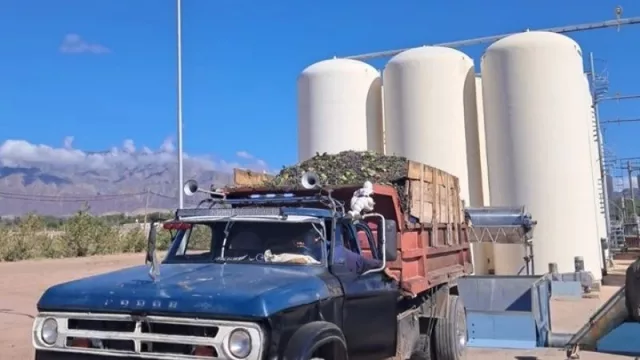 Vendimia 2026: Catamarca activa subsidios y proyecta más de 8 millones de kilos de uva