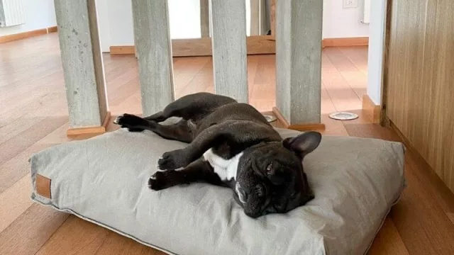 My Paw, la marca de artículos de diseño para mascotas que busca convertirse en referente N°1 del rubro (Marcos Galperín les compró vía Mercado Libre)