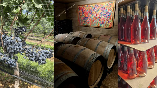 Radiografía de la vitivinicultura en Córdoba: hay 51 establecimientos y 244 hectáreas con vides